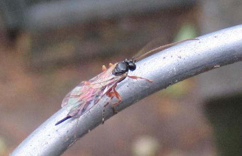Réf. 315 412 : Itoplectis sp.